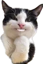 toothy toothy