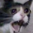 Shockcat shockcat Discord Emoji