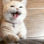CatPlead