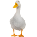 quacky1 Discord emoji
