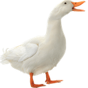 quacky3 Discord emoji