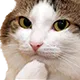 catthink