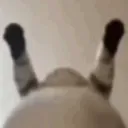 catShake catShake