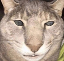ya Discord emoji