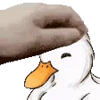 duck_pet duck_pet