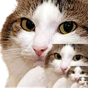 inftyCat