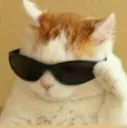 coolCat