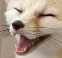 fenlol