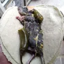 tacorata