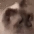 NODDERS