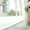 DP_DogWaveHello