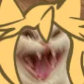 gatolol gatolol