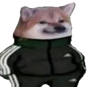 cooldoge cooldoge
