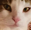 caty