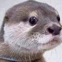 awkward_otter