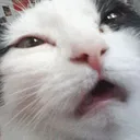 CE_confused2 CE_confused2
