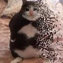 CE_sadchonkyfading CE_sadchonkyfading