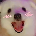 PuppyRed PuppyRed