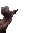 ferretJAM