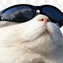 CattoDeOculos Discord Emoji