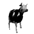 cowDance