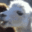 buv Discord emoji