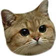 catstare