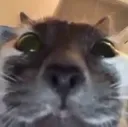 hi