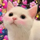 lovecat