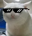cool_cat