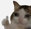thumbs_up_cat