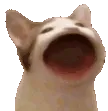 popCat