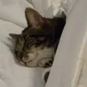 catsleep catsleep