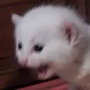 reallyFckingCuteCatCrying