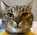 smeowl