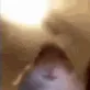arabbO4 arabbO4