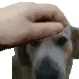 PupperPet