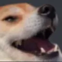 doglmao