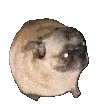groovepug groovepug