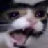 sadcat Discord Emoji