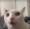 whatchusay