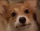 doggy