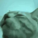 WT_ravecat