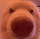 floofowo