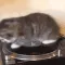 CatSpin