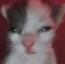 gatoque