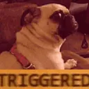 pugtriggered