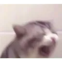 cw_CatAaa