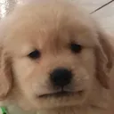 neutraldog