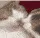 cats_kiss